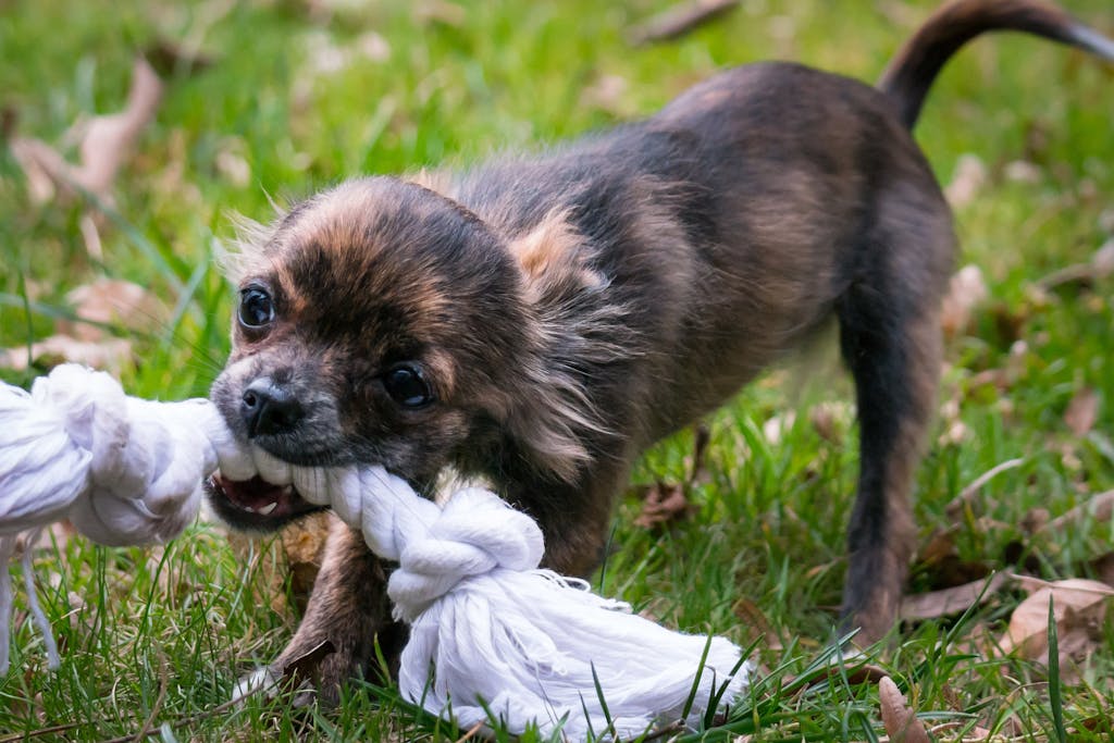 Close-up of a cute chihuahua puppy energetically playing with a rope toy on grass.